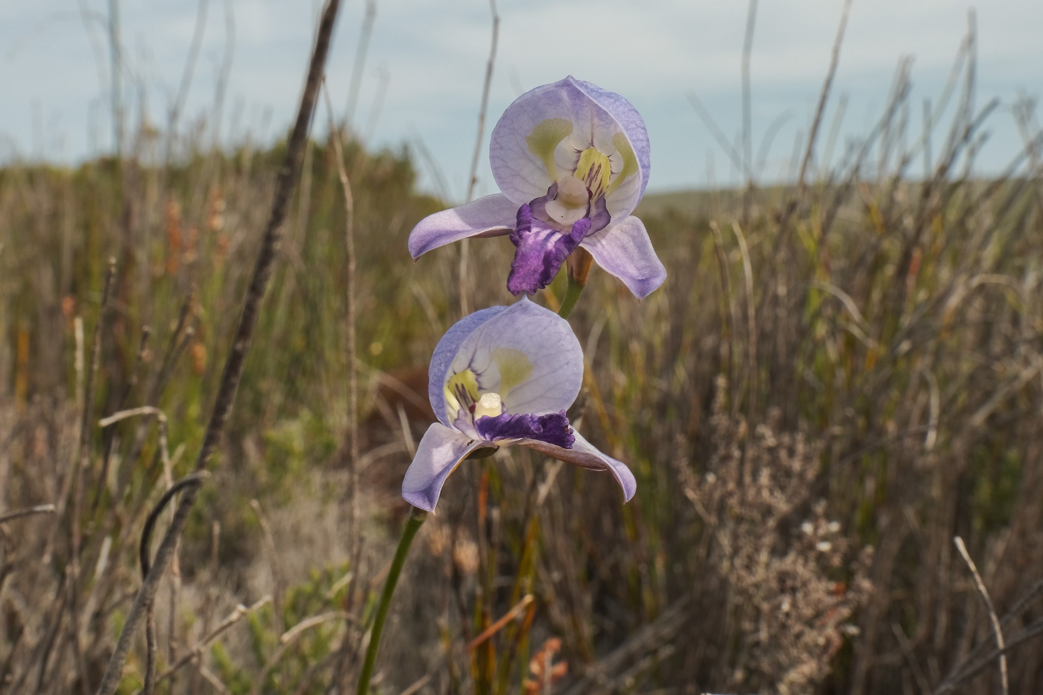 Two pale purple orchid flowers on a single stem, standing above dry fynbos.