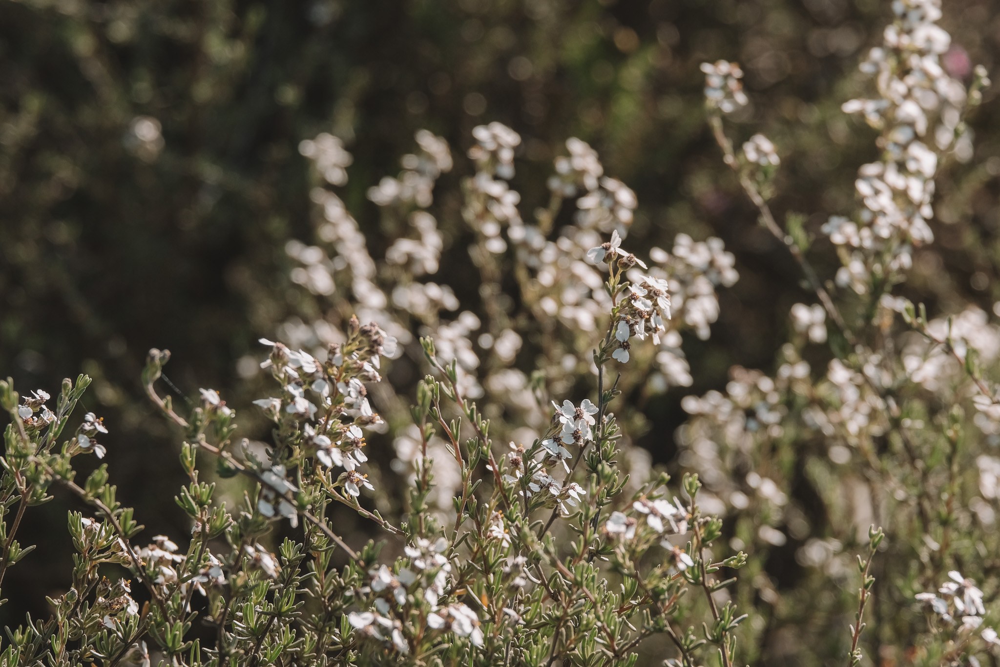 Masses of small white fynbos flowers on fine-leaved shrubs, lit low and warm.